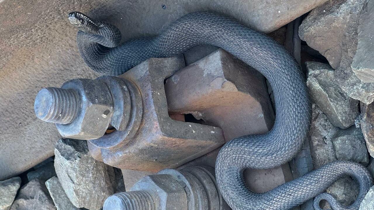 В Йошкар-Оле заметили гадюк необычного окраса С наступлением тёплой погоды пресмыкающиеся нач...