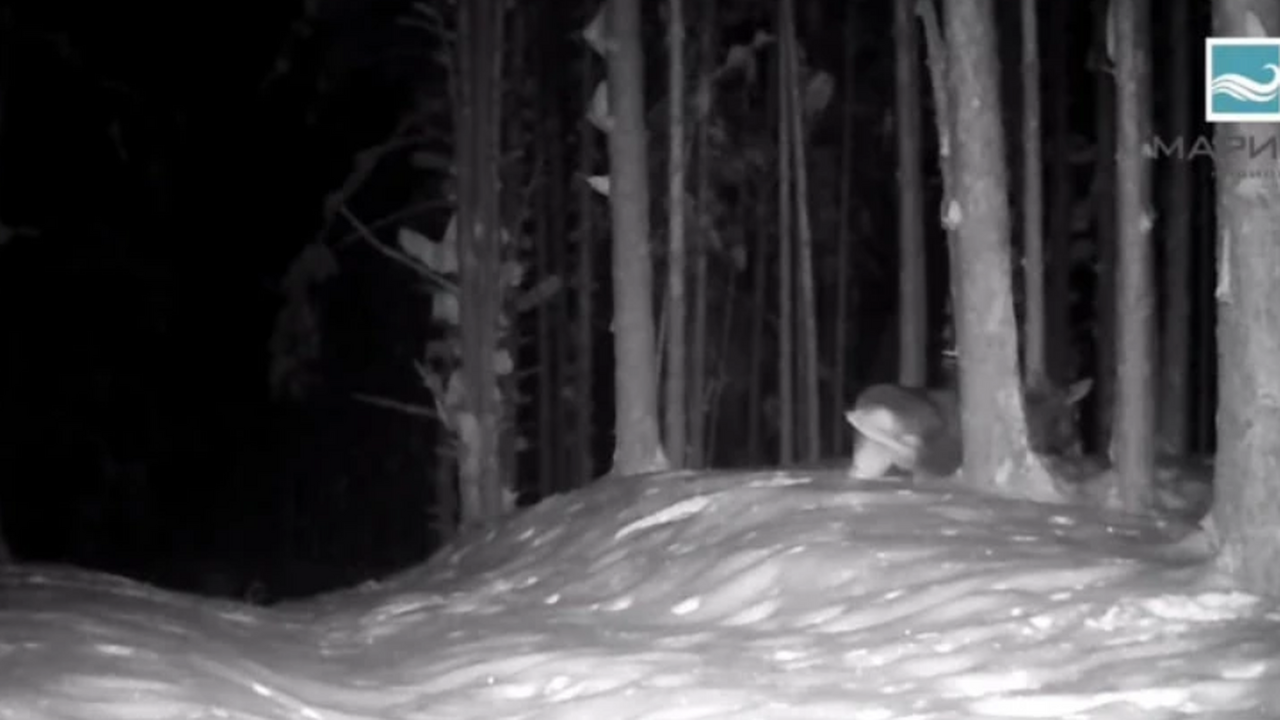 После обильного снегопада в Марий Эл ожидается всплеск активности клещей Эксперты предупреждают: весна может принести с ...