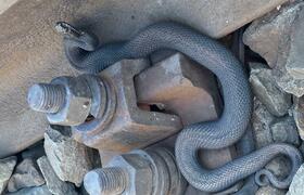 В Йошкар-Оле заметили гадюк необычного окраса